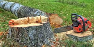Tree and Shrub Care in Taneytown, MD